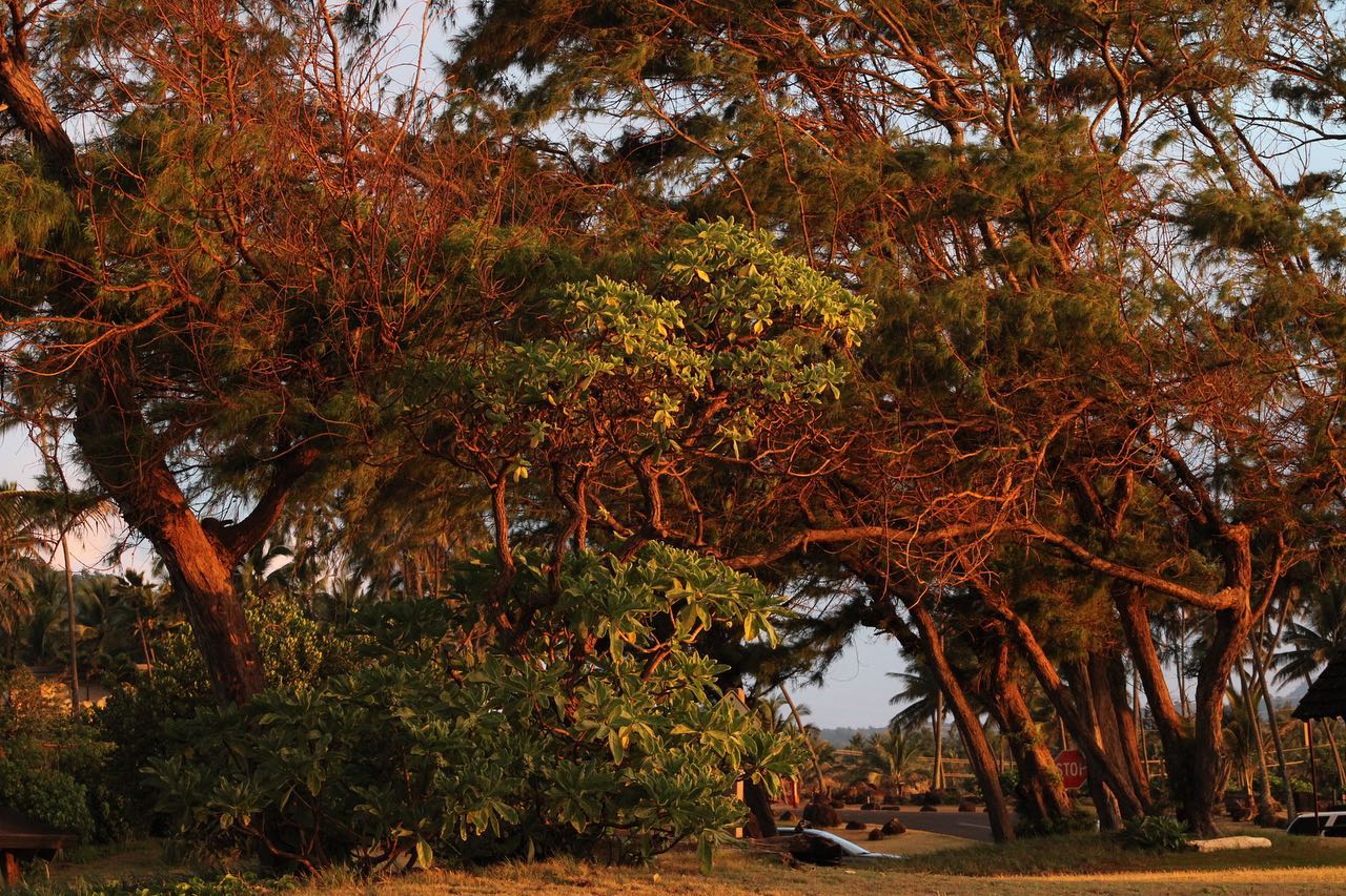 Sunrise lit trees